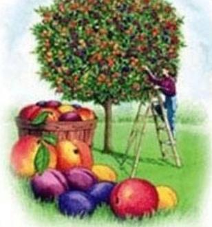 Chip in for Planting Fruit Trees