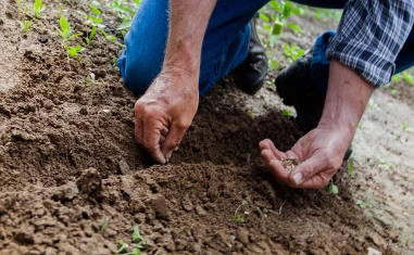 Chip in for Planting Fruit Trees